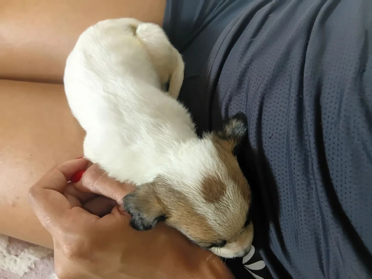 Cachorrinhos 