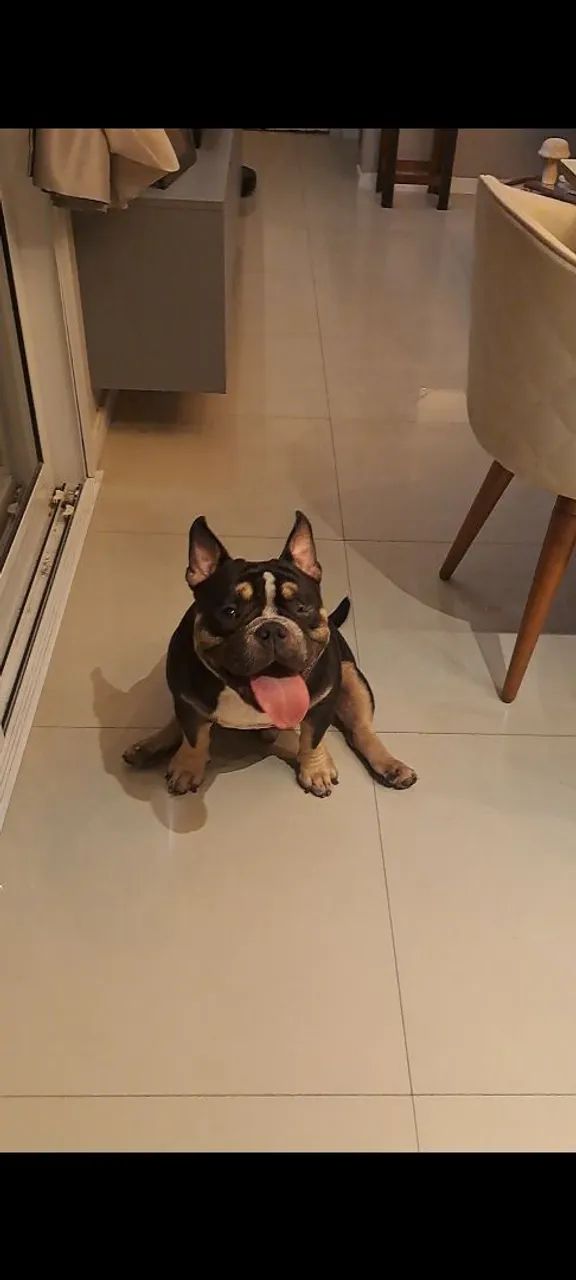 Filhotes American bully  - Foto 2