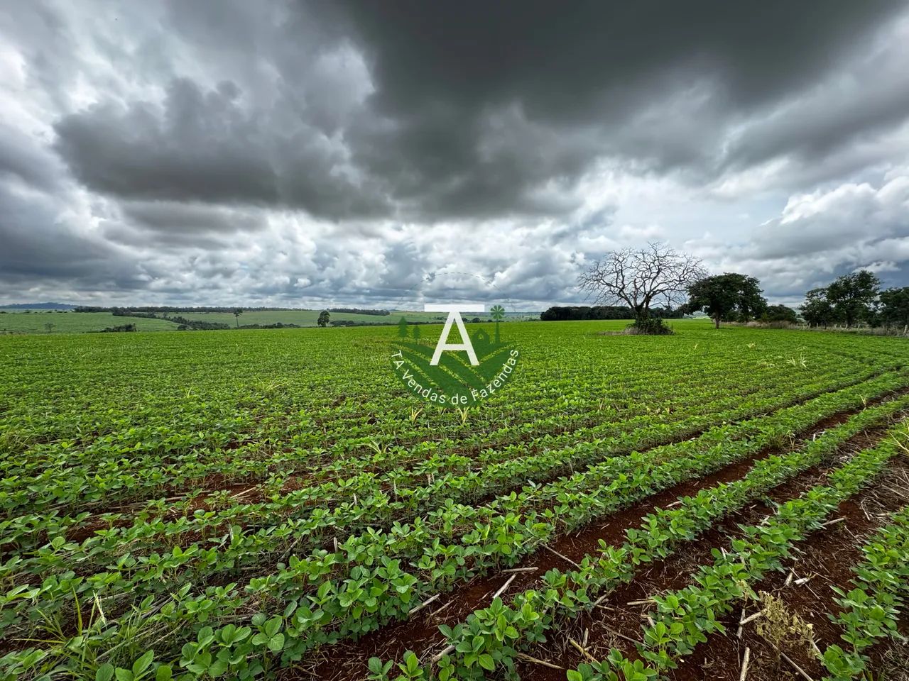 Fazenda de 31,5 alq em Itaberai GO - Foto 3