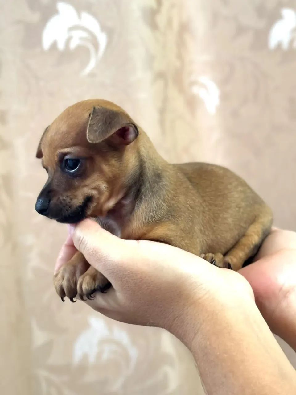 Pinscher macho - Foto 2