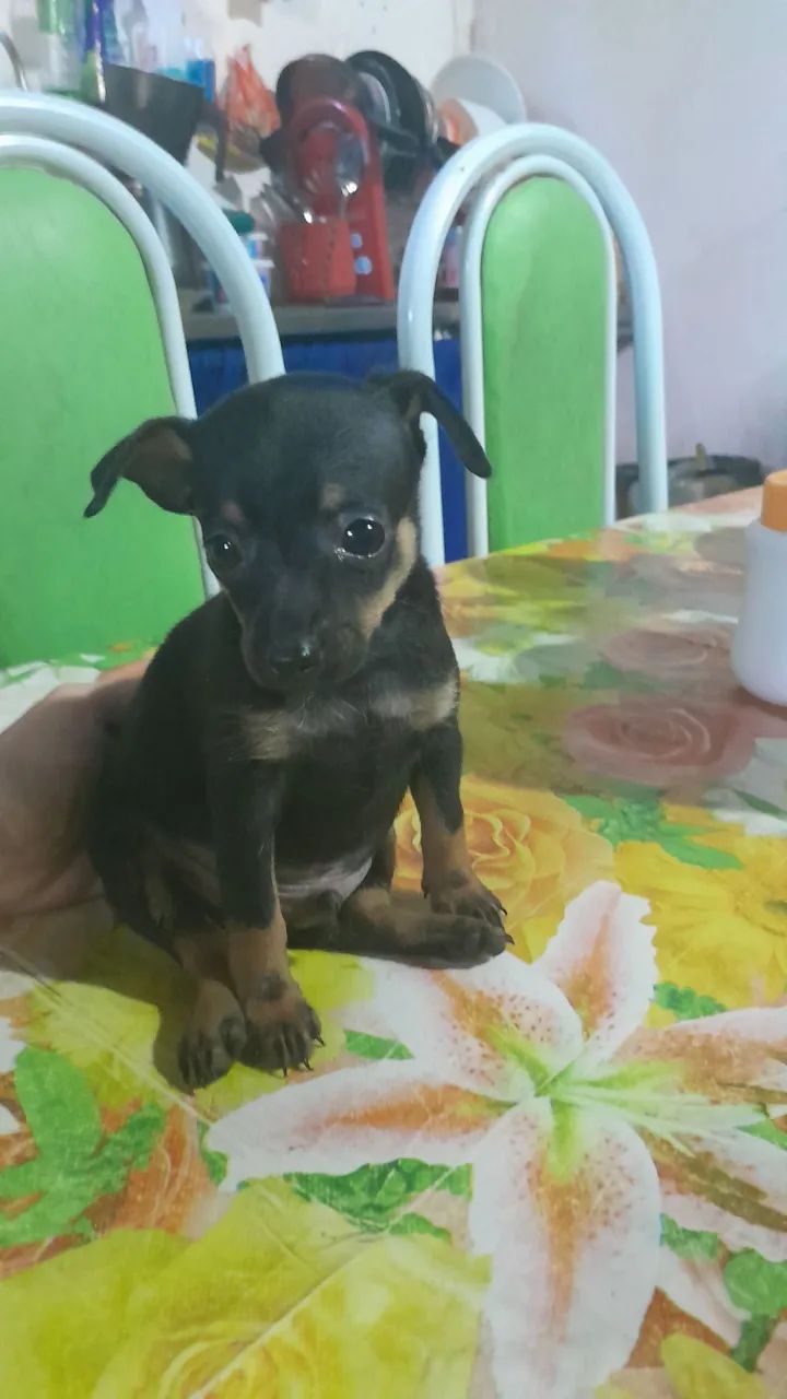 Cachorro pinscher número 1 - Foto 5