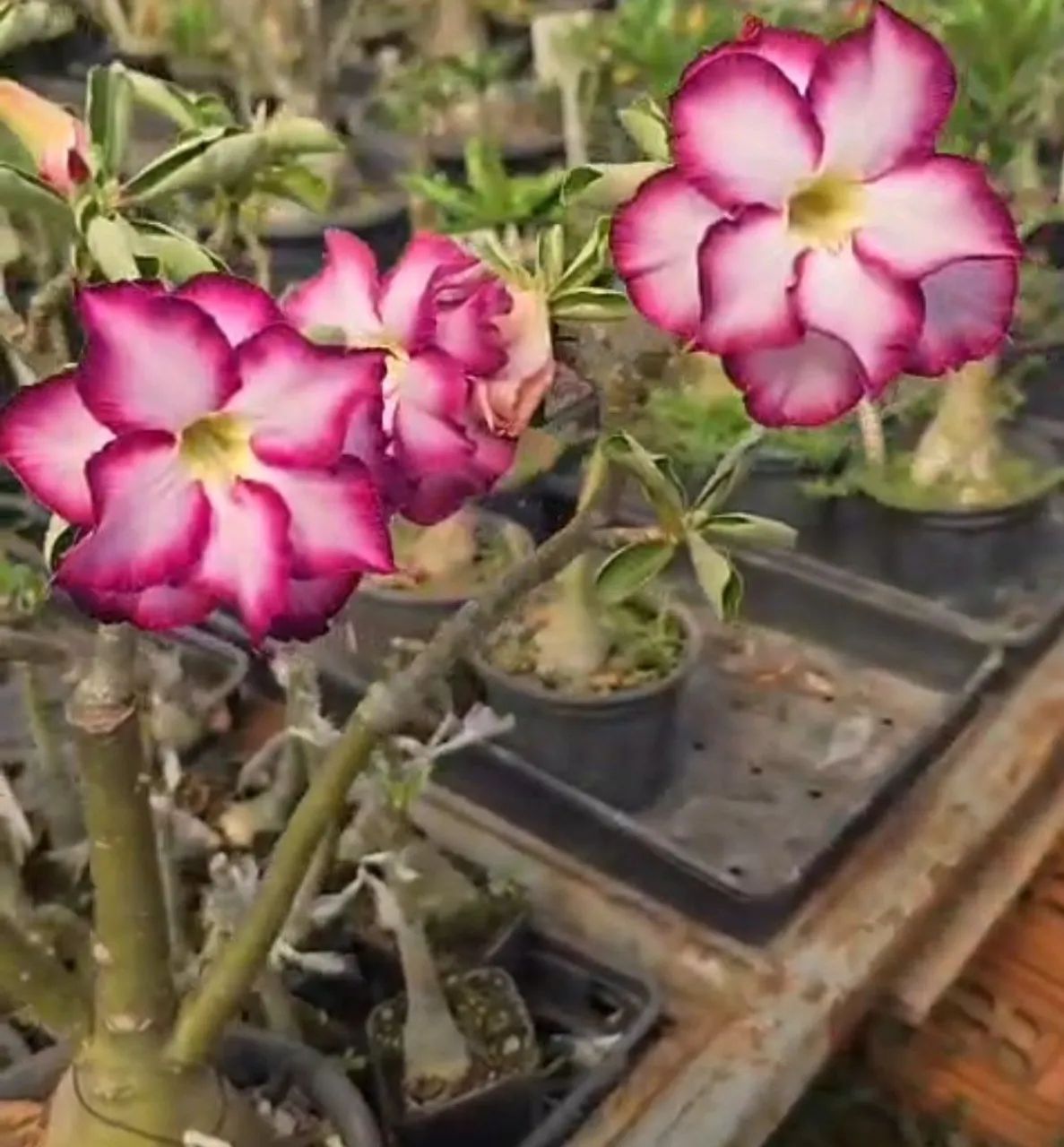 Rosa do deserto roxa - Foto 2