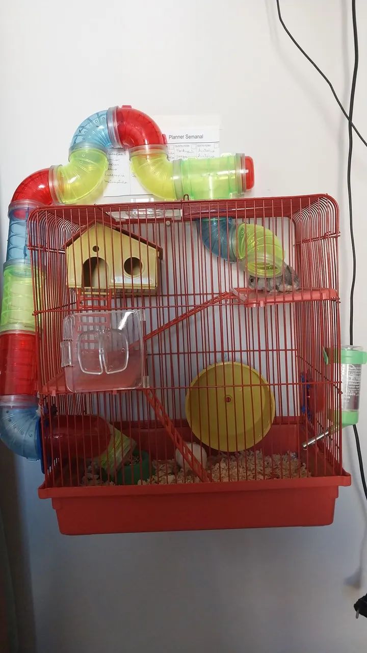 Hamster casal - Foto 2