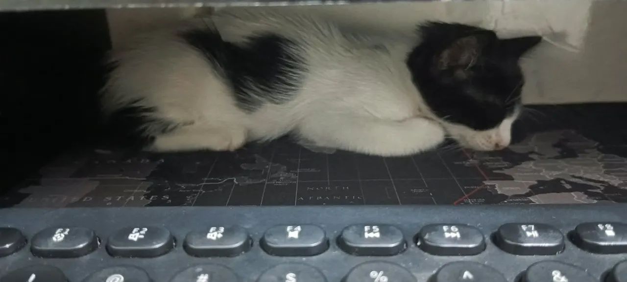 Doação gatinho  - Foto 3