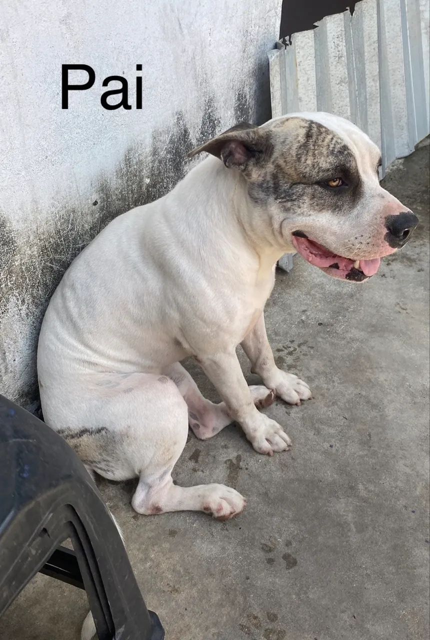 Filhotes de pitbull  - Foto 4
