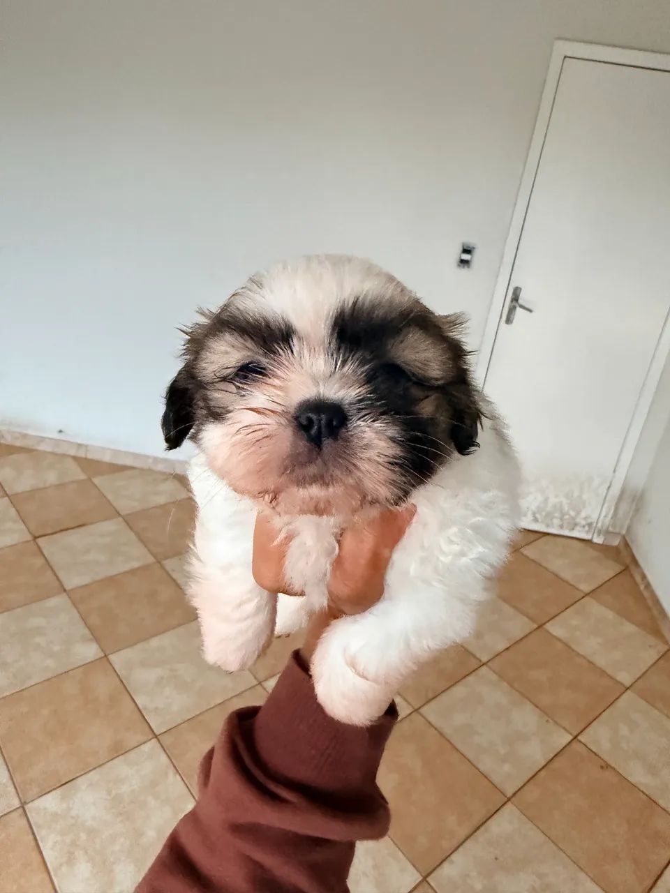 Shih tzu fêmea  - Foto 5