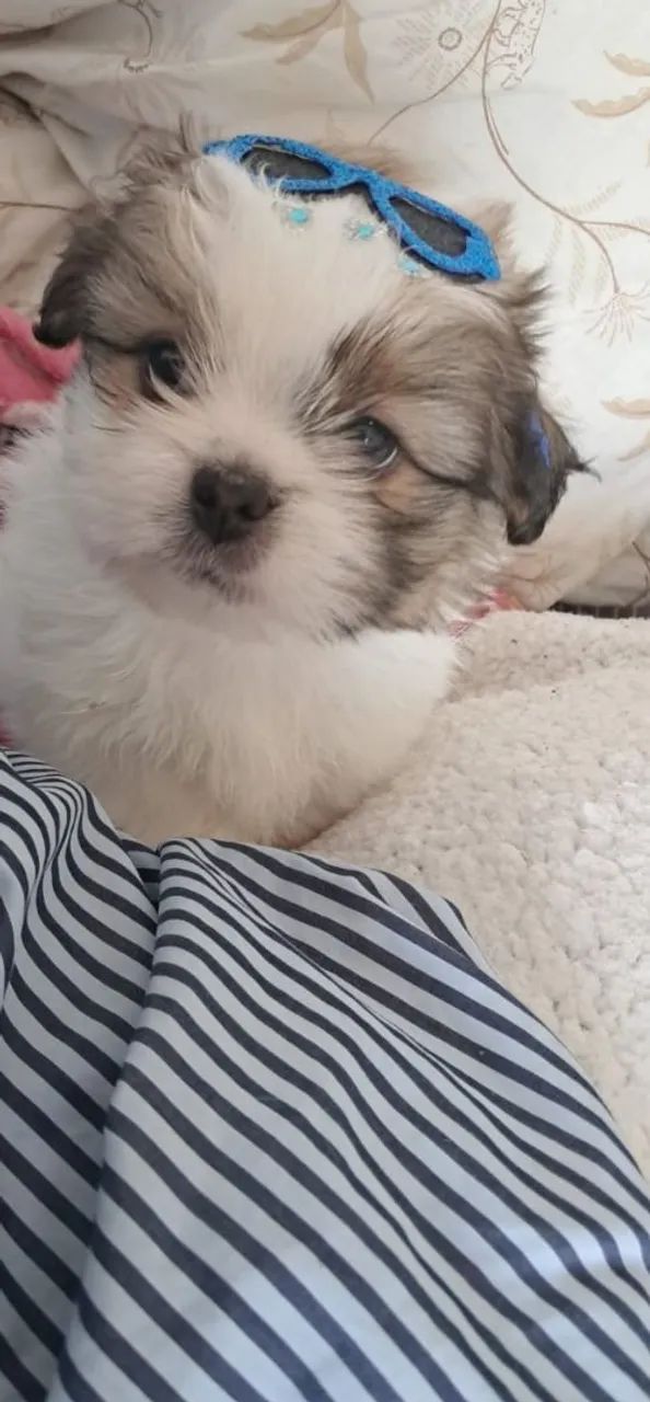 Vendo! 1 casal Mini shitsu 