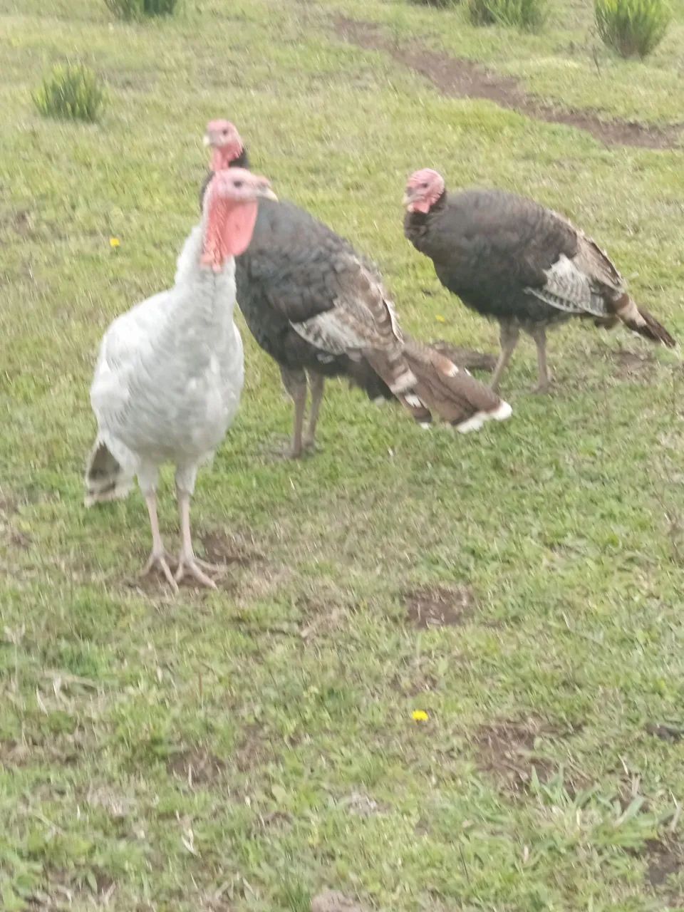 Peru