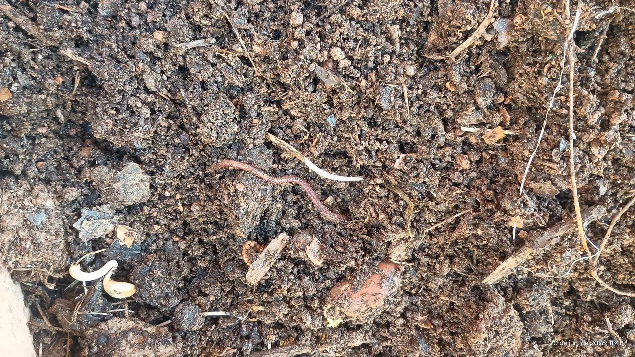Composto Adubo orgânico enriquecido - húmus de minhoca  - Foto 5