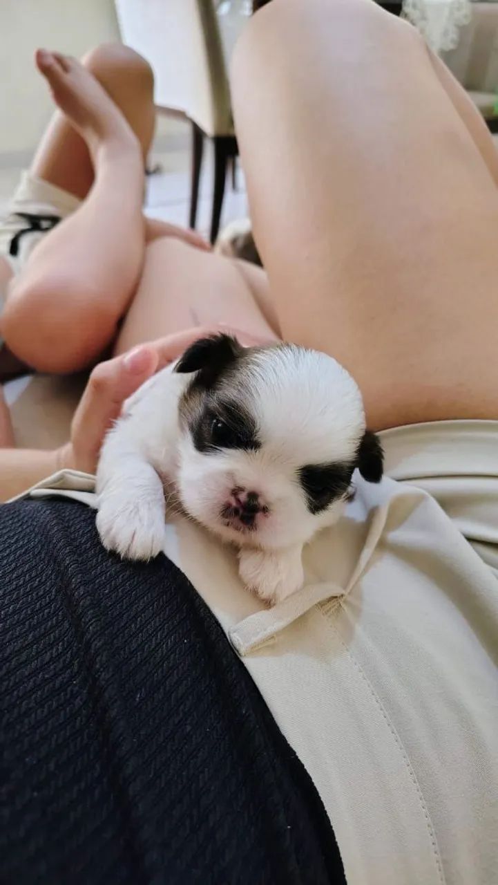 Shih Tzu micro legítimo  - Foto 3