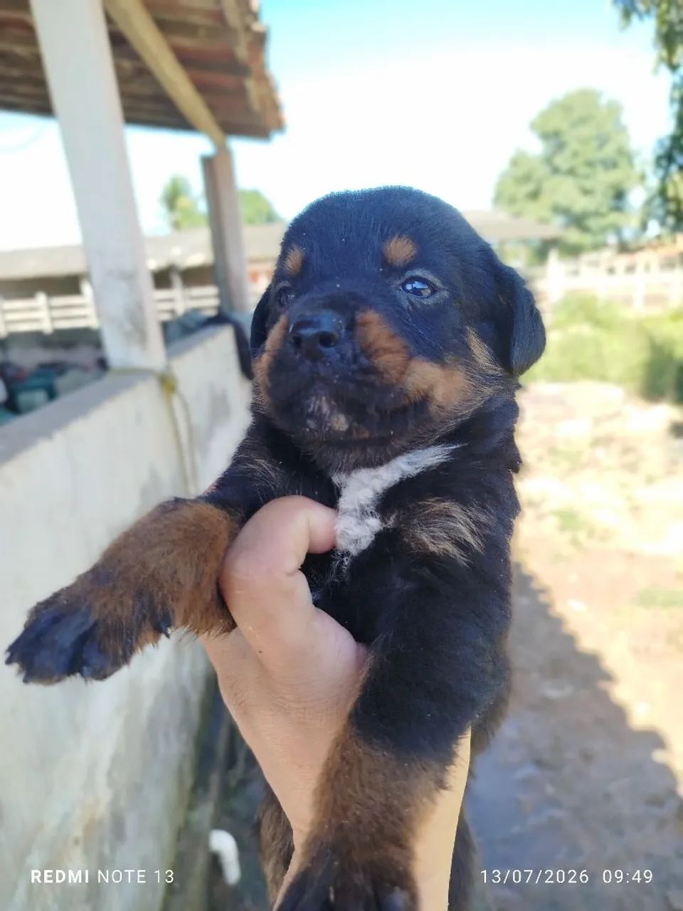 Rottweiler  - Foto 5