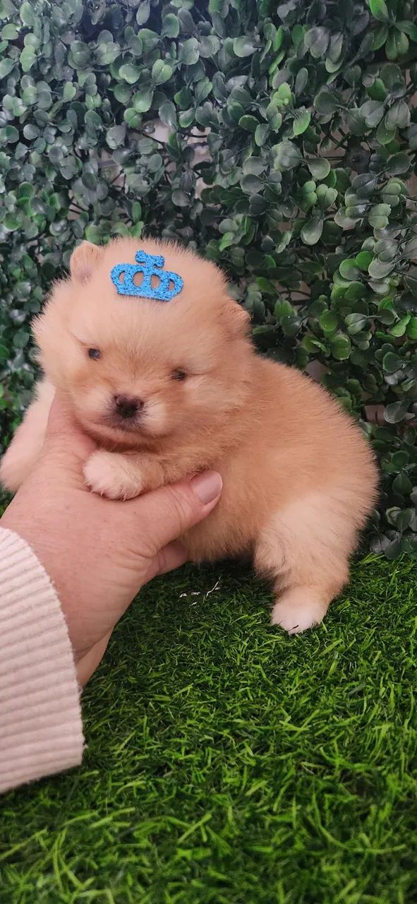 Lulu pomerania 