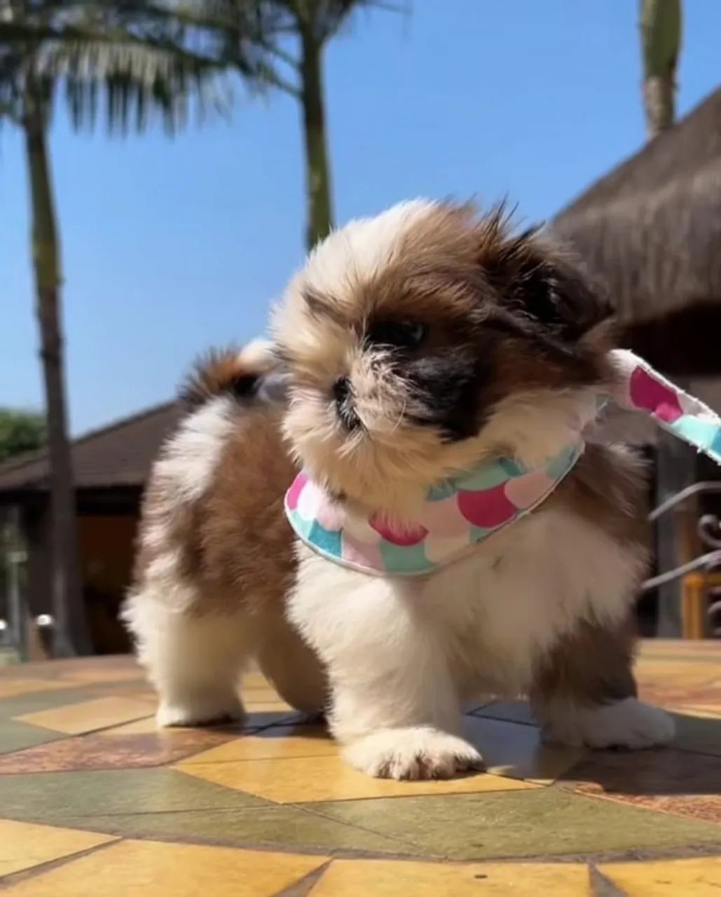 Shitzu Mine  - Foto 2
