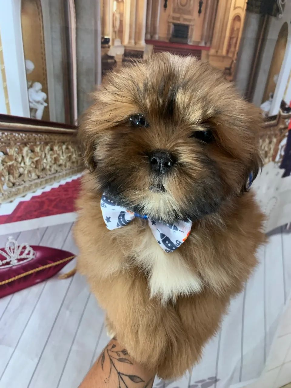 Shihtzu macho - Foto 4