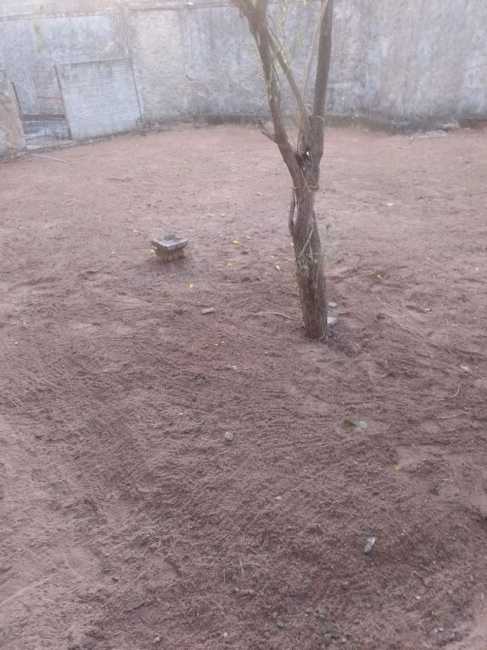 Limpeza de mato e terrenos e quintal