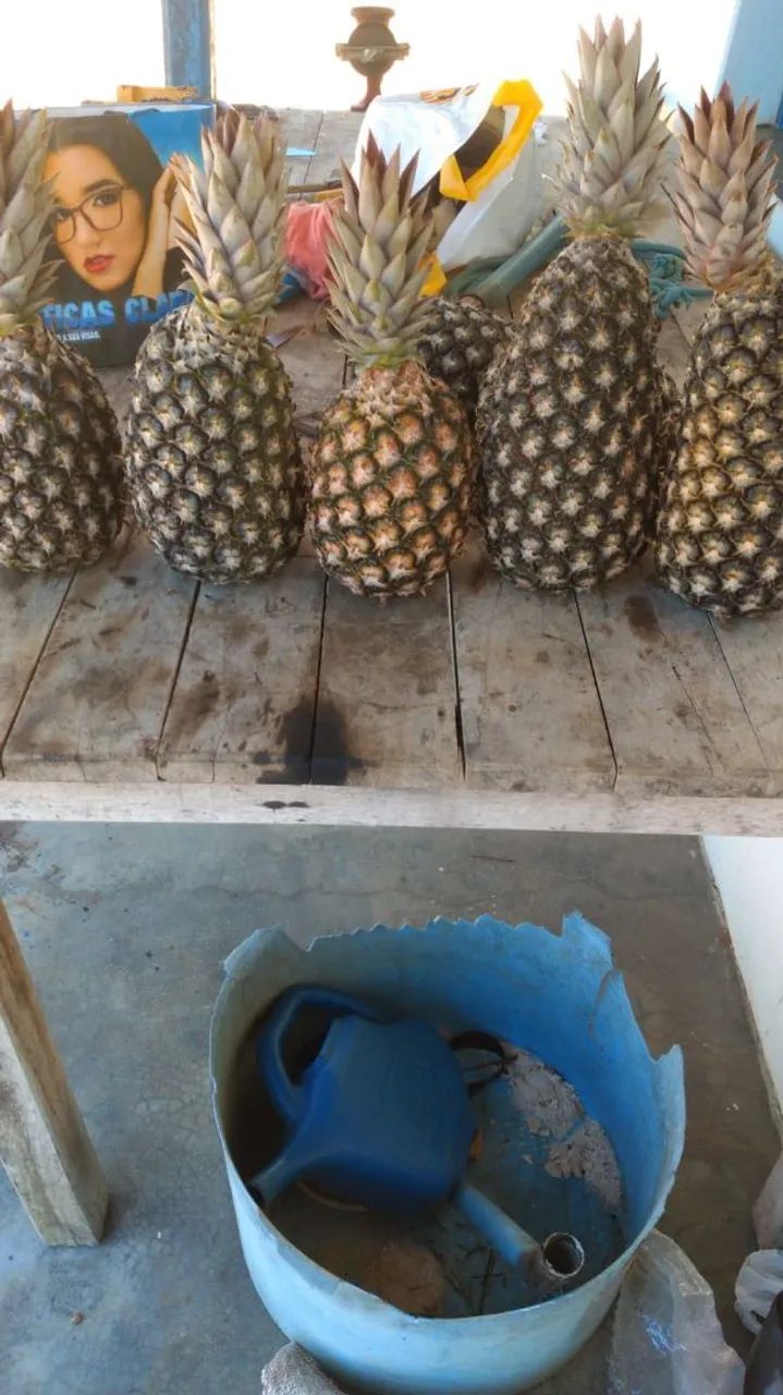 Abacaxi ? - Foto 5
