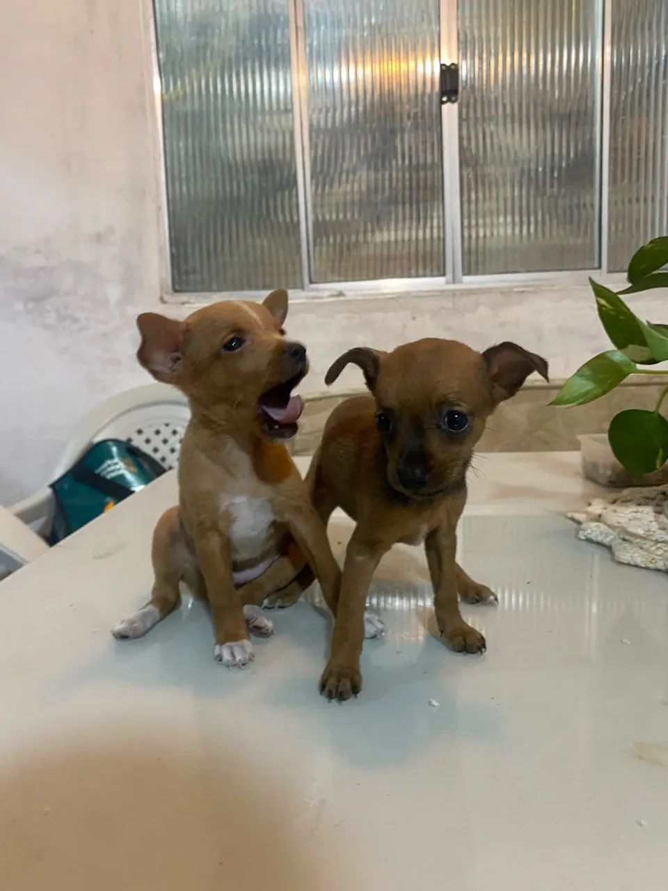 Venda de cachorro 