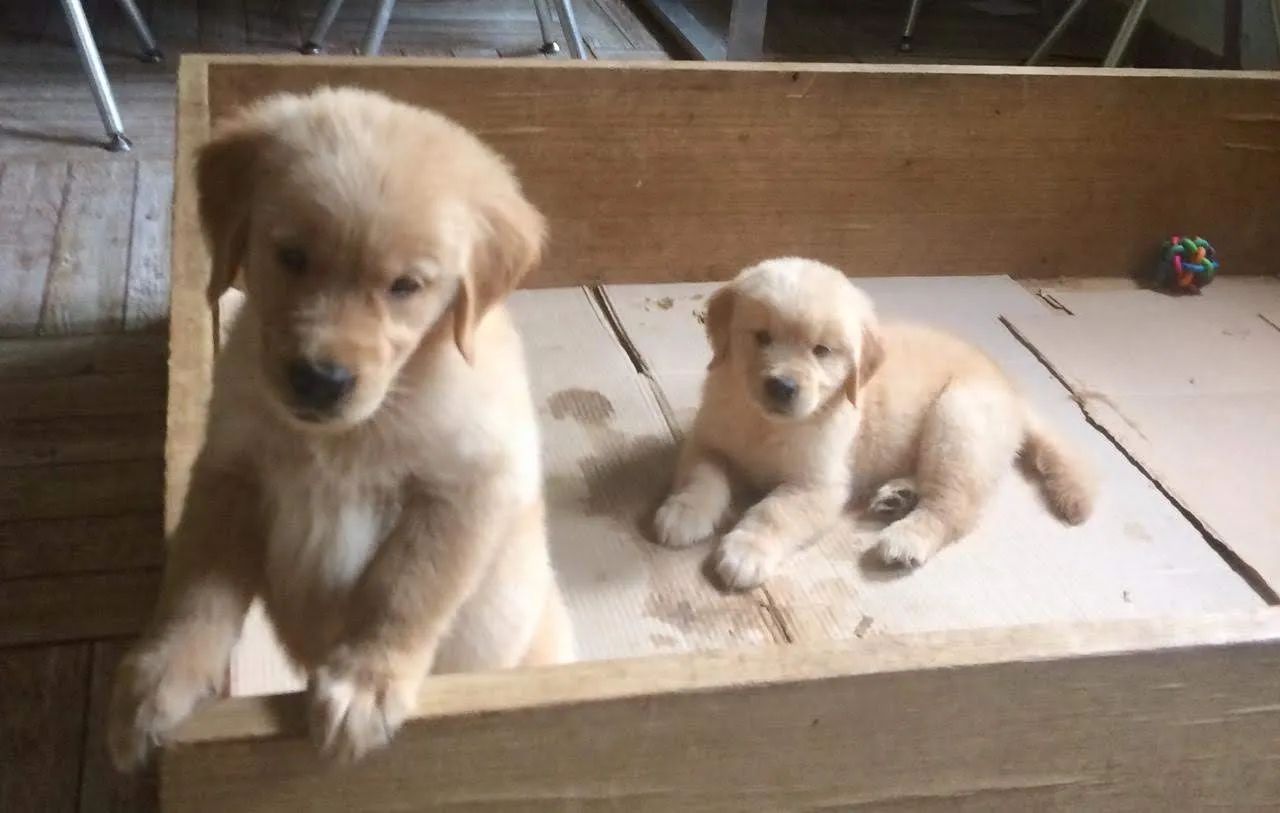 Golden Retriver macho 