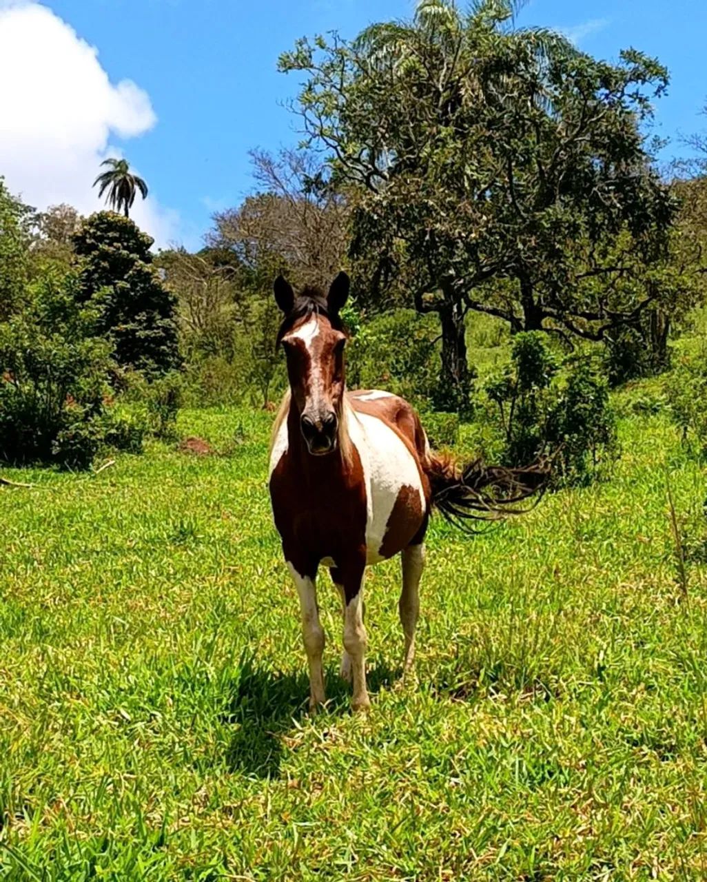 Égua pampa 
