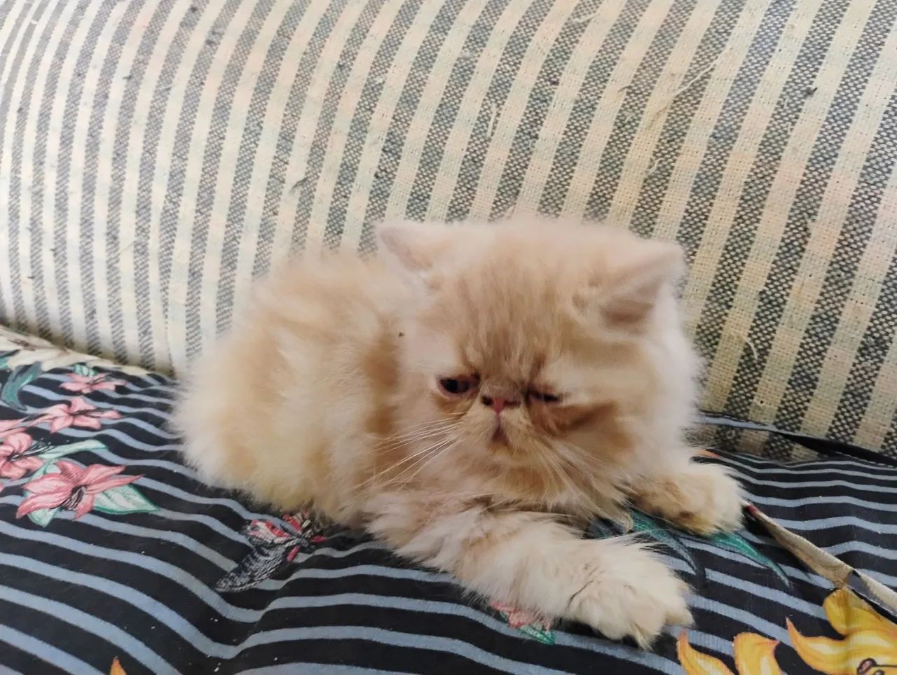 Gato Persa Filhotes Promoção Especial Últimos - Foto 2