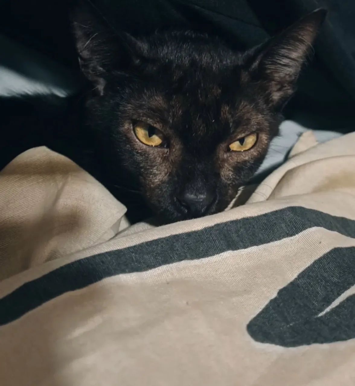 Doação de gato preto 