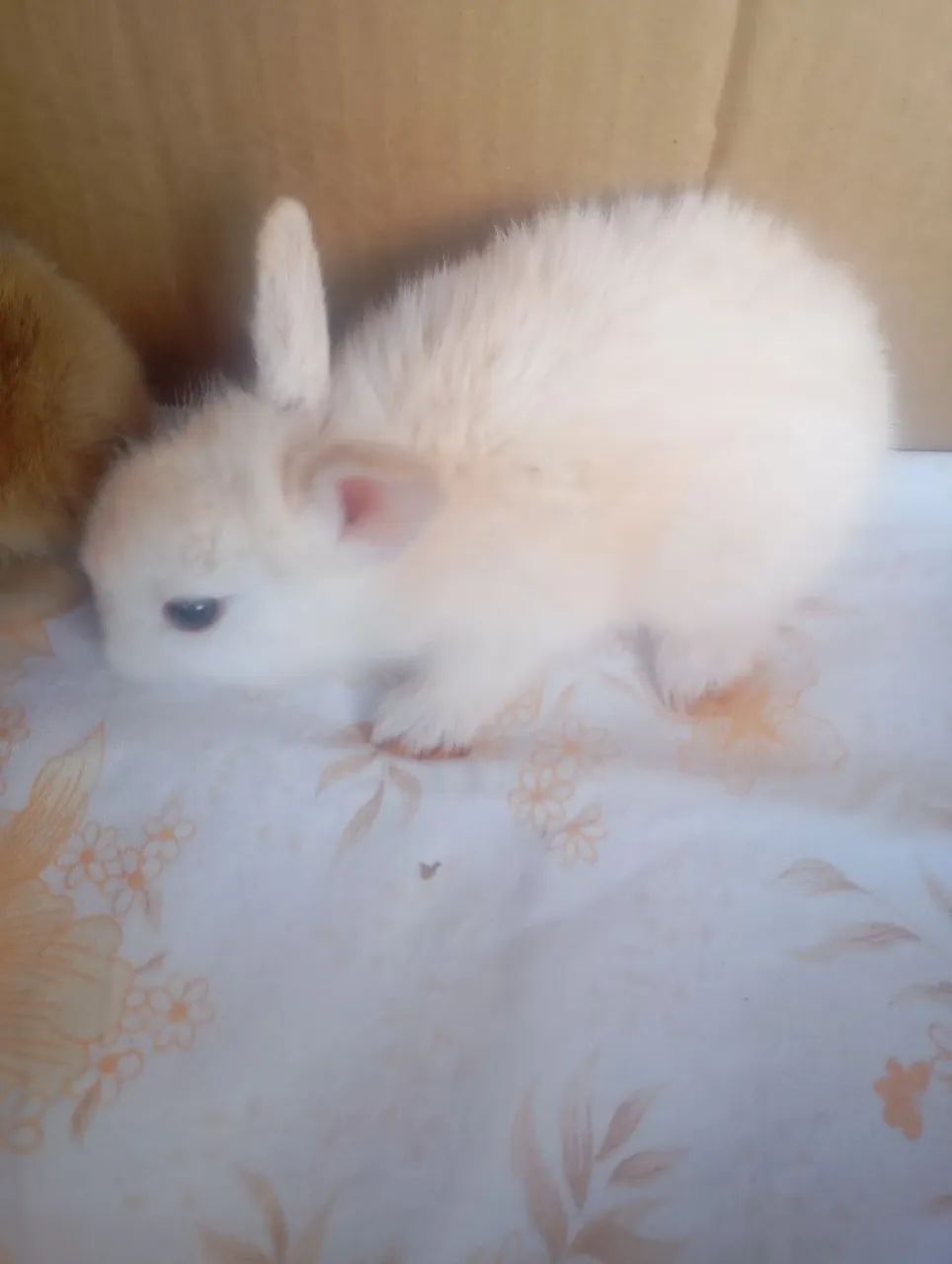 Coelhos filhotes 