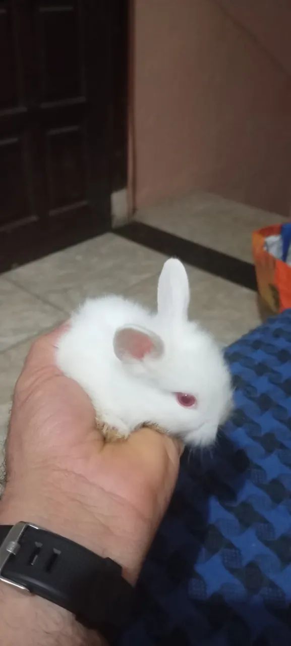 Filhotes de Coelho da Raça Mini Lion - Foto 4