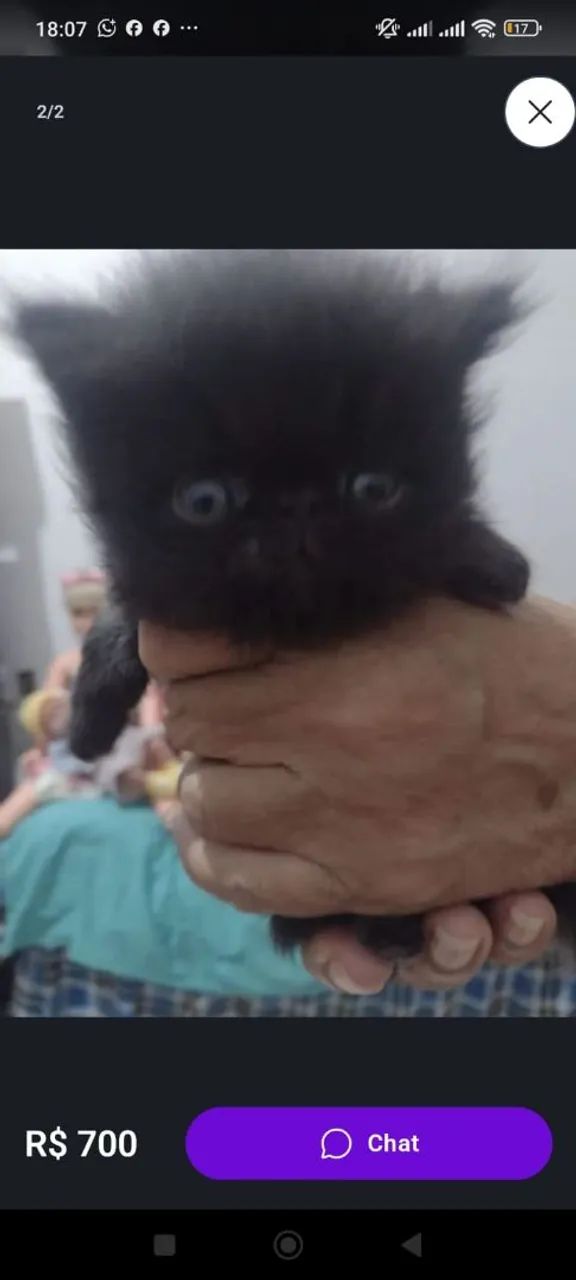 Promoção de gato persa show 