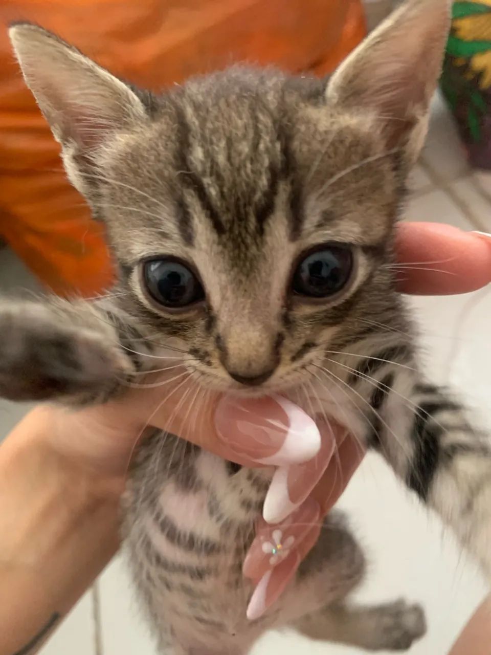 GATINHAS PARA ADOÇÃO  - Foto 3