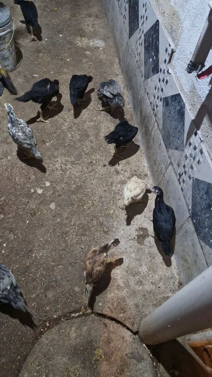 Galo - Foto 5