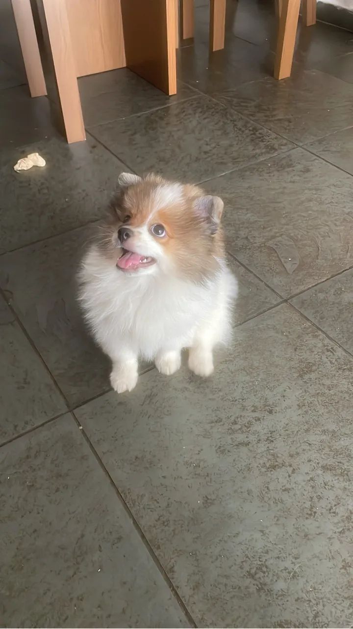 Spitz Alemão  - Foto 2