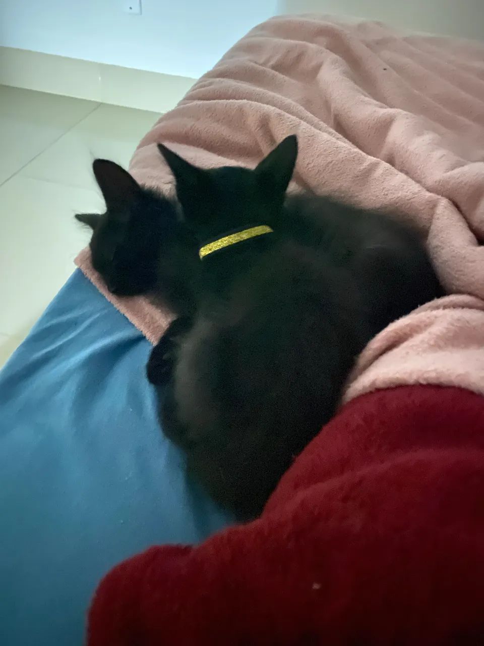 Adoção responsável 3 gatinhos  - Foto 4