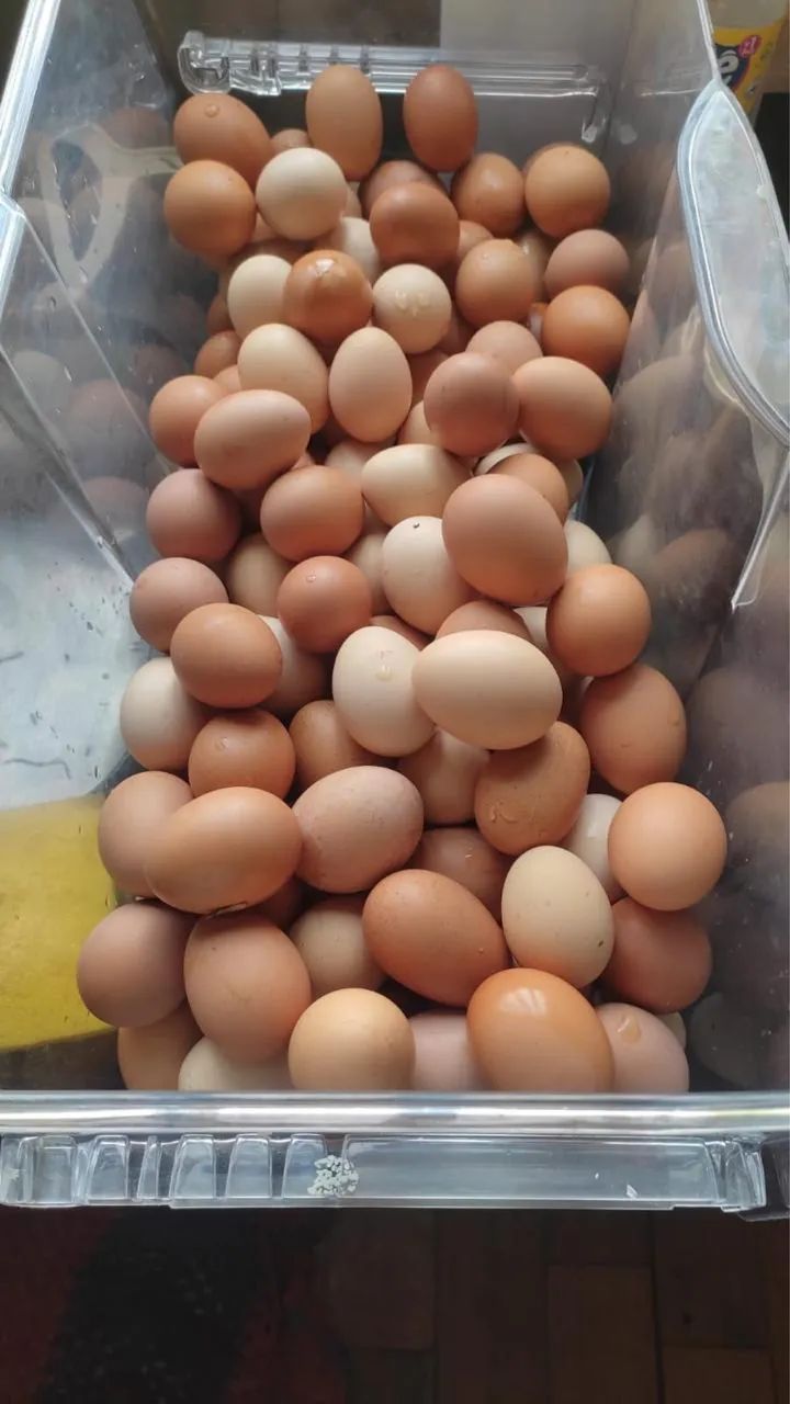 CAIPIRA OVOS - Foto 4
