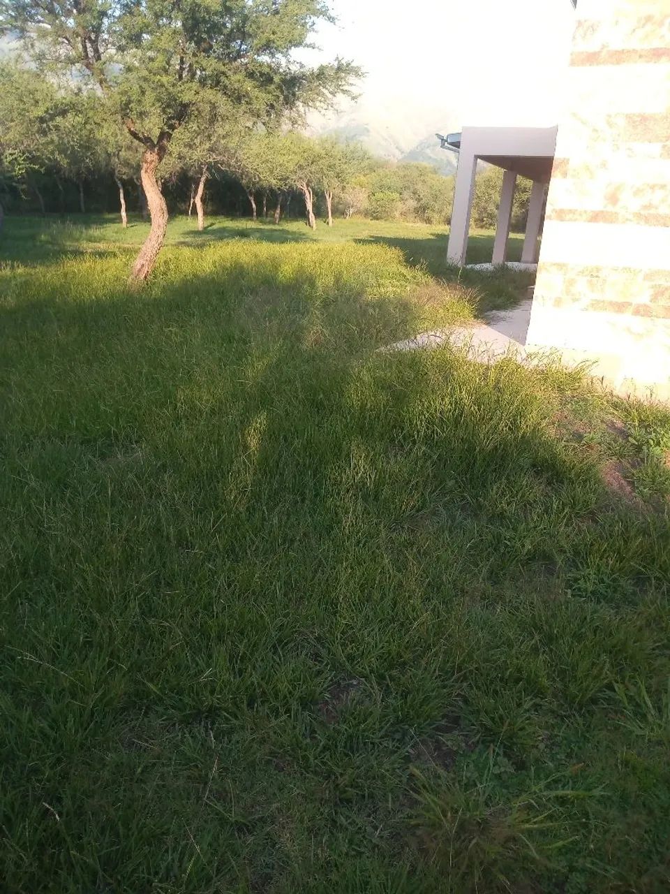 Limpeza e poda do terreno! - Foto 4