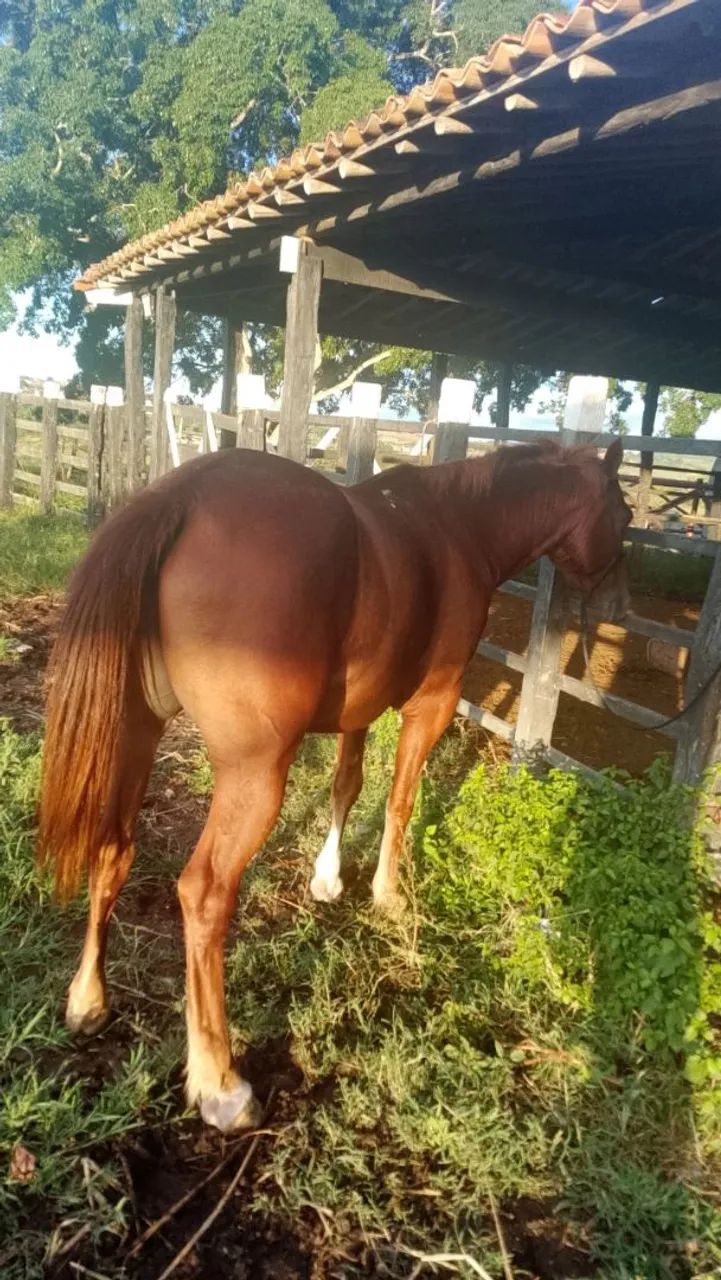 Cavalo