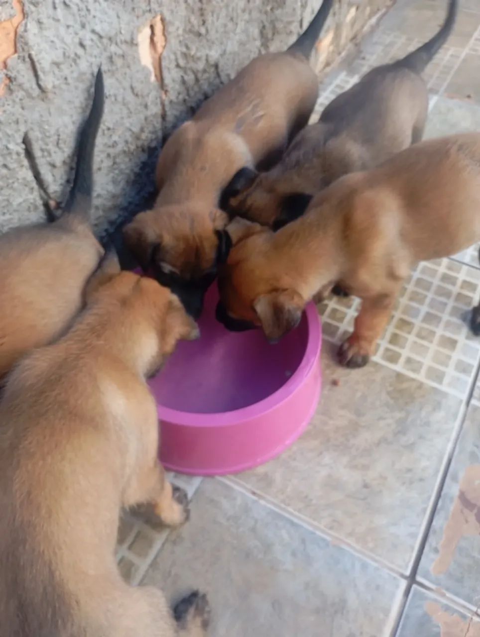 Pastor Belga malinois  - Foto 2