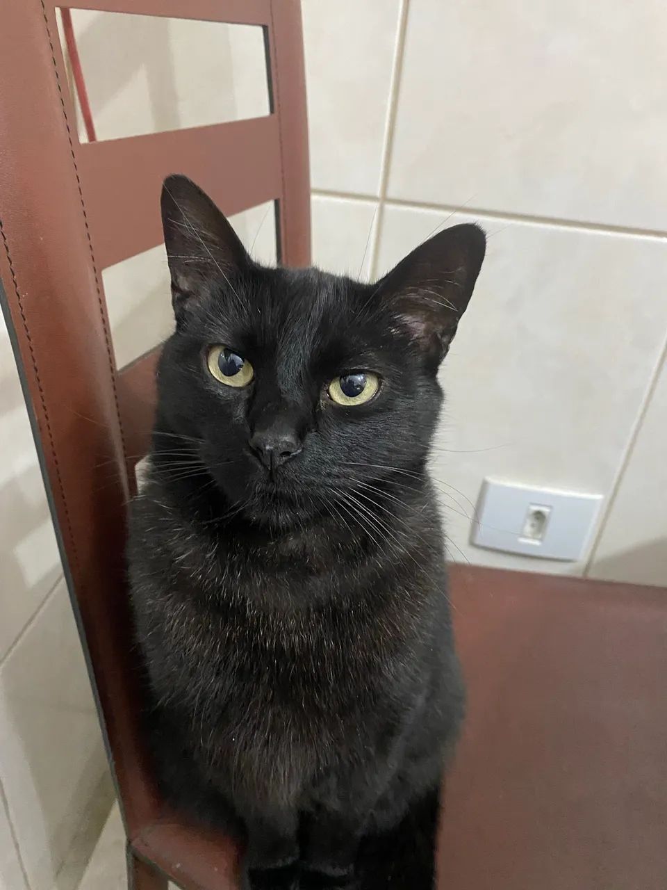 Gatinha - Foto 3