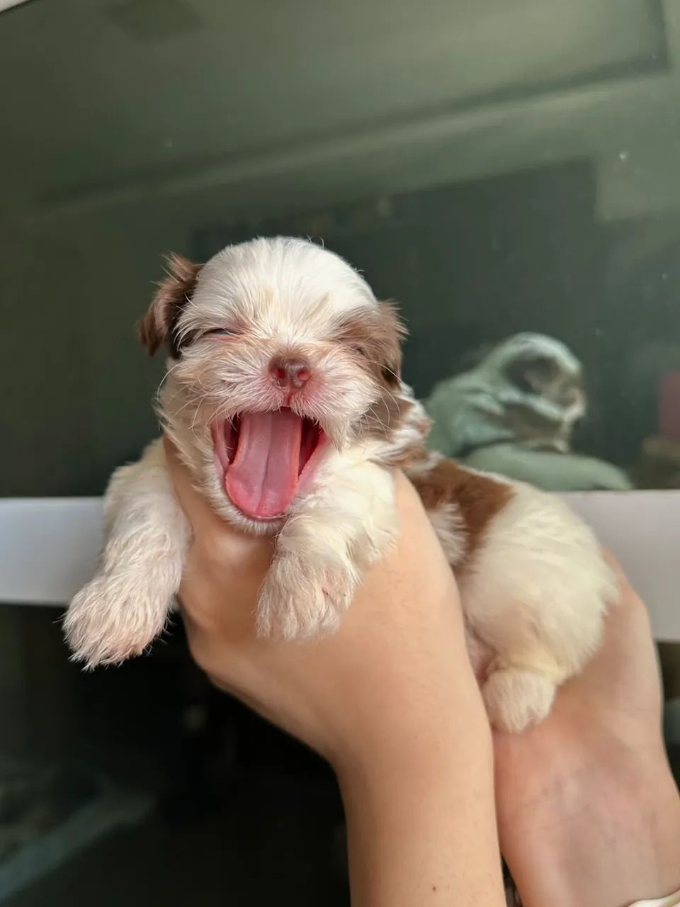 Shih-tzu disponível 
