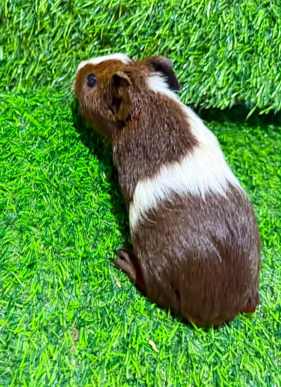 Filhotes de Porquinho da Índia 
