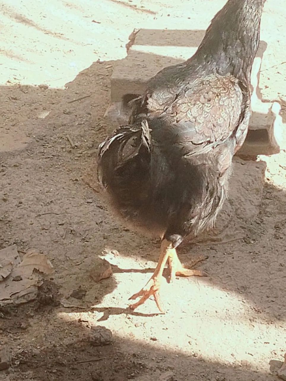 Vendo galinhas e Pato e ovos  - Foto 4
