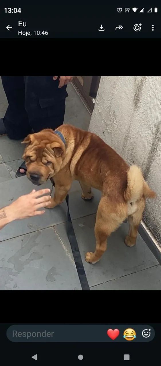 Doando cachorro 