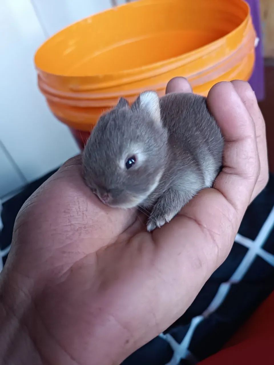 Mini Coelho neterland  - Foto 2