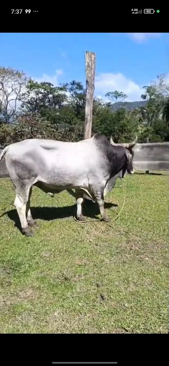  Vendo lindo Touro 