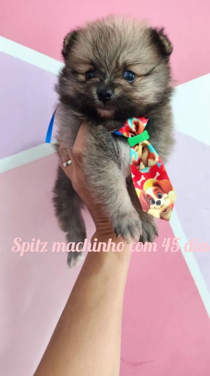 Spitz machinho com 45 dias 