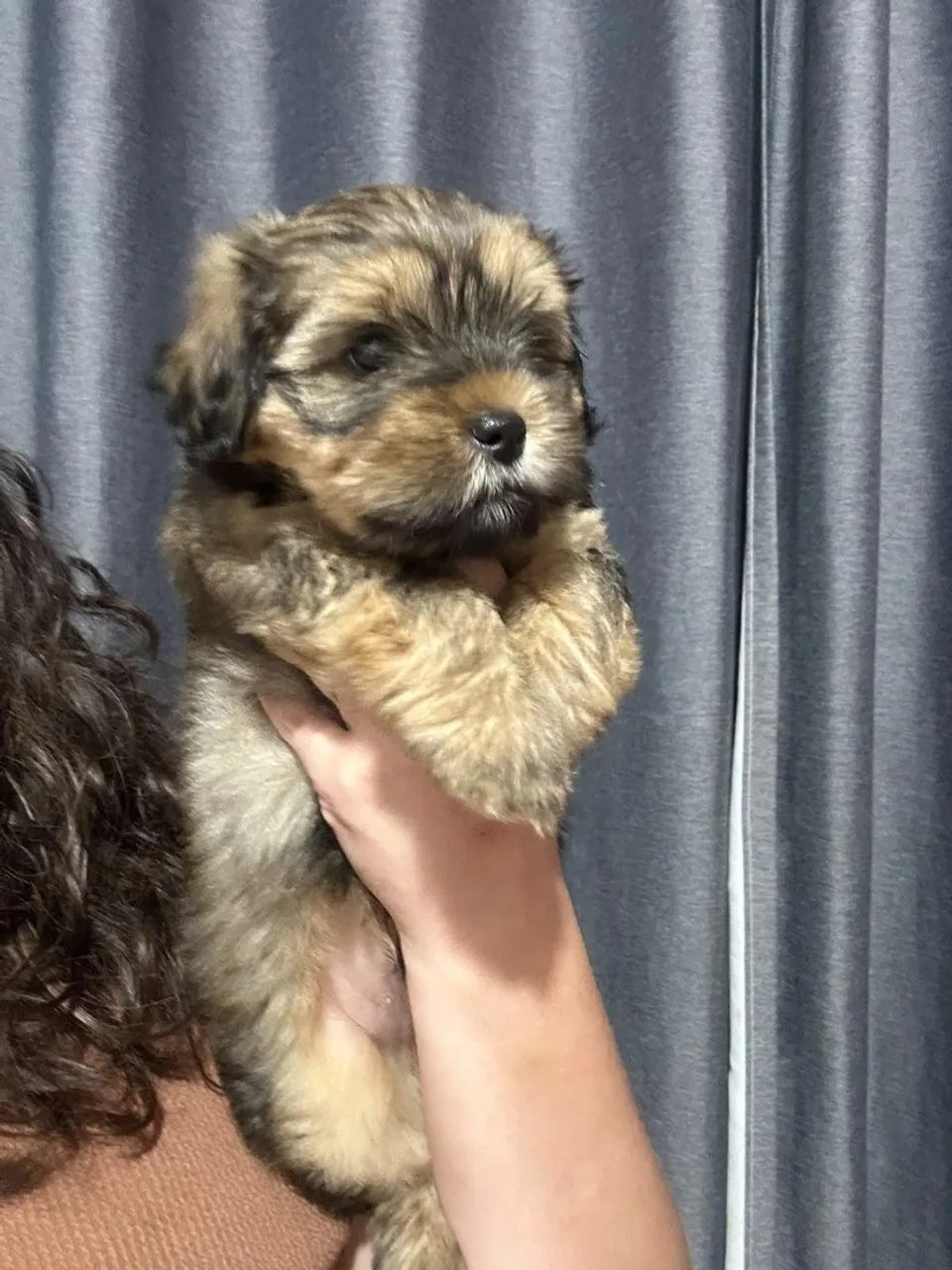 Yorkshire Terrier - Foto 4