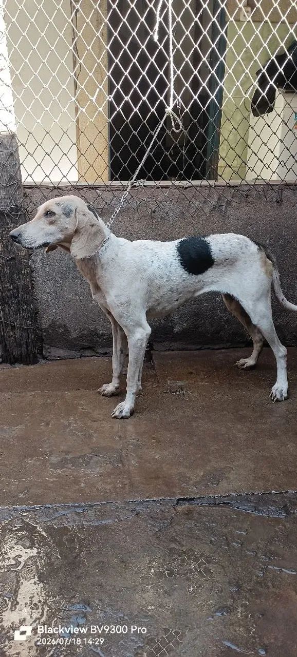 Cadela beagle com americano caça javali  - Foto 3