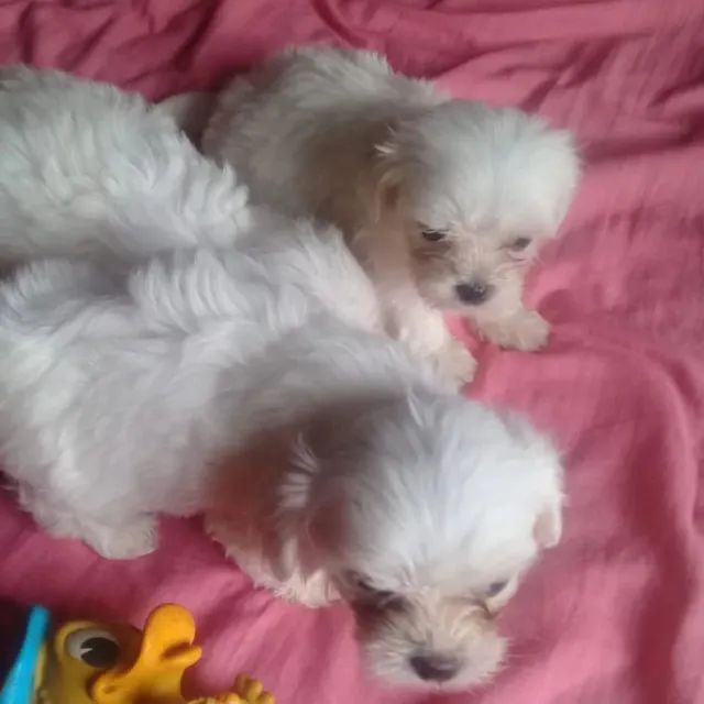 lindos filhotes branquinhos e peludos 