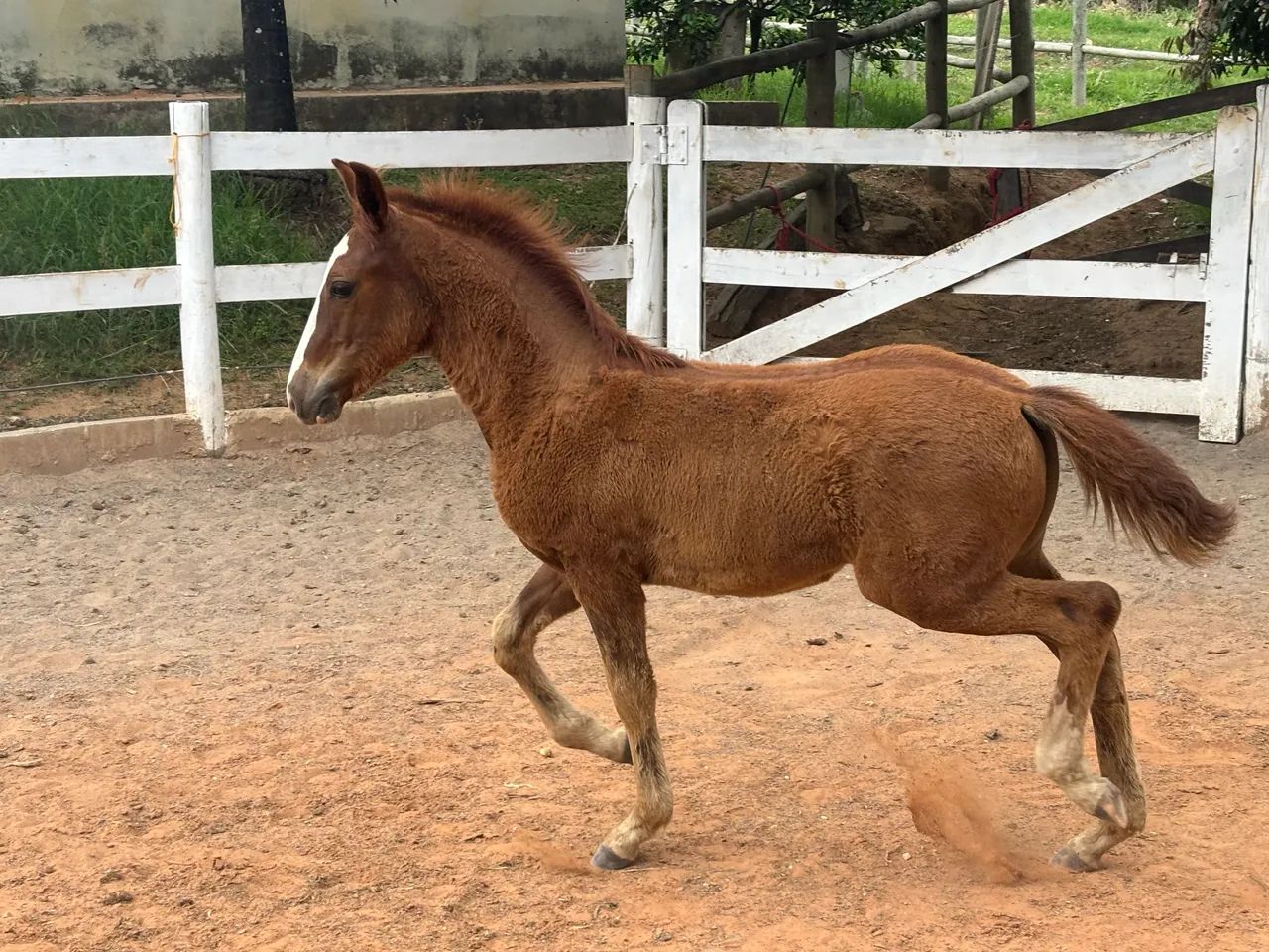 Potro Mangalarga Marchador - Registrado - Foto 6