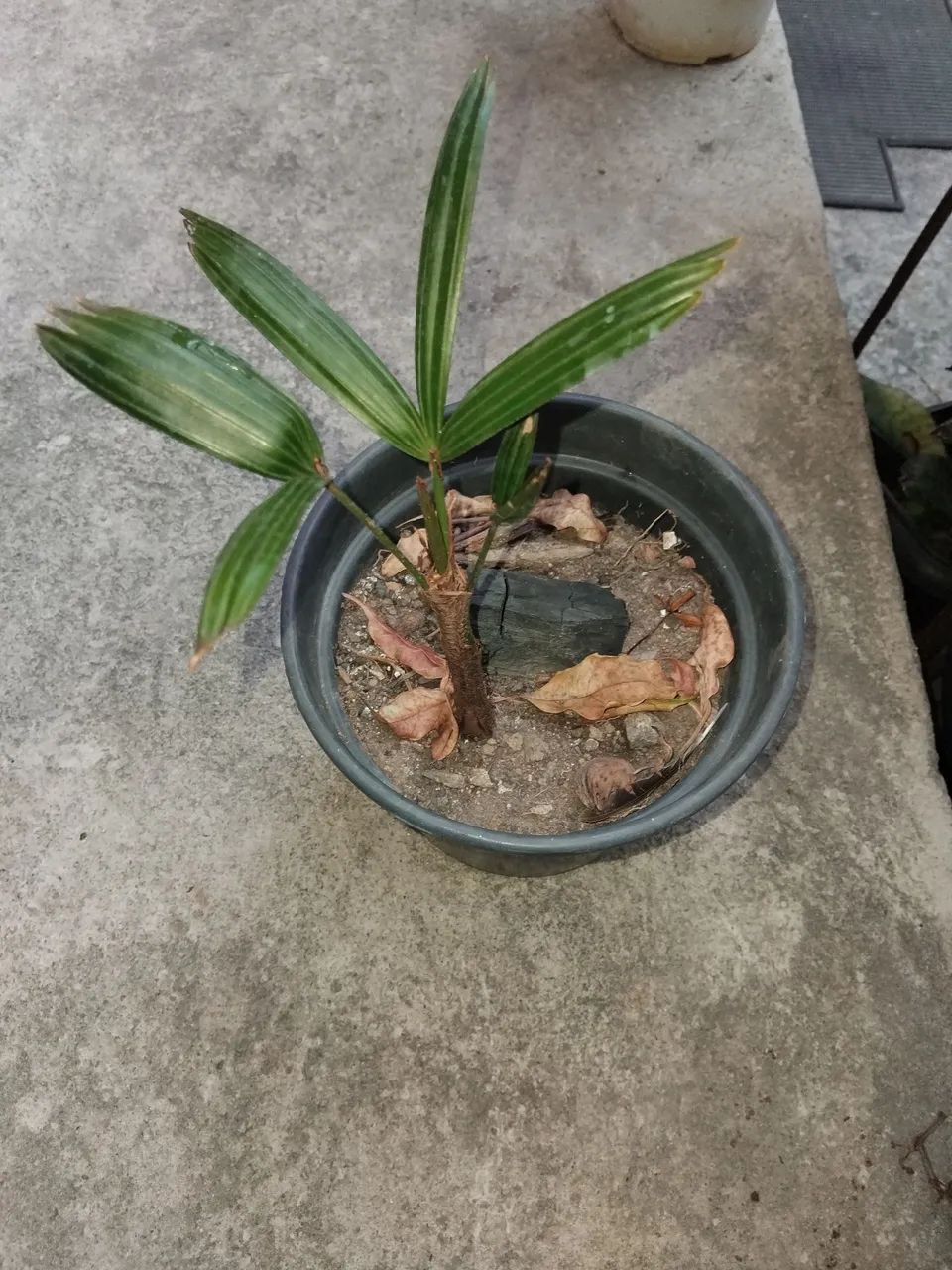Mini coquerinho