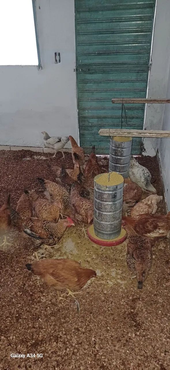 Galinha caipira